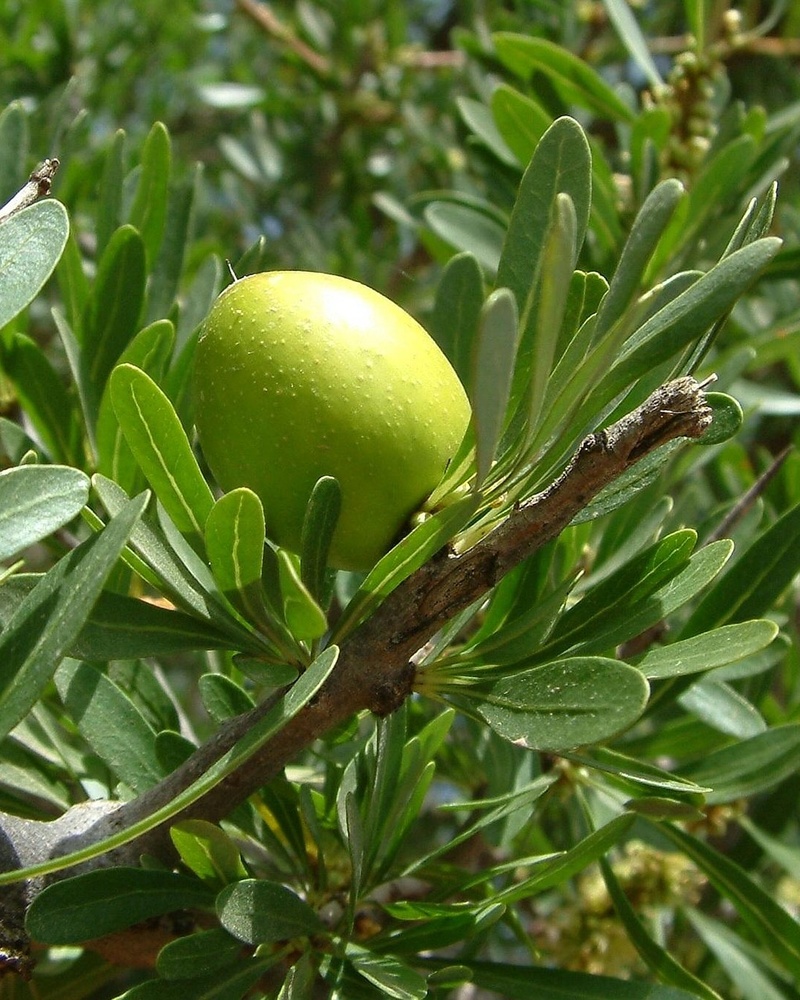 fruit argan branche arbre maroc 1.jpg 1