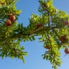 Fruits d’argan sur branche d’arganier en lumière naturelle.