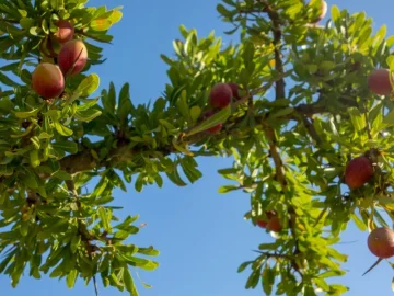 Fruits d’argan sur branche d’arganier en lumière naturelle.