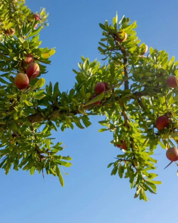 Fruits d’argan sur branche d’arganier en lumière naturelle.
