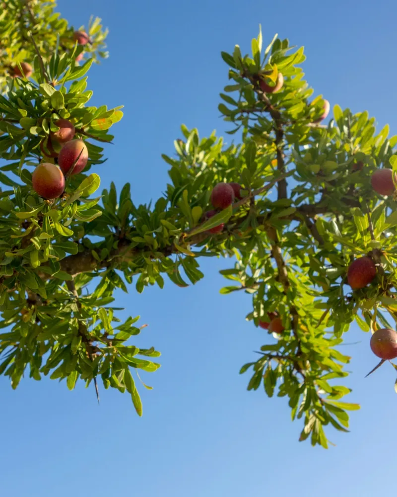 Fruits d’argan sur branche d’arganier en lumière naturelle.