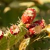 Gros plan de figues de Barbarie sur cactus (Opuntia ficus-indica), matière première de l’huile NECTUS.