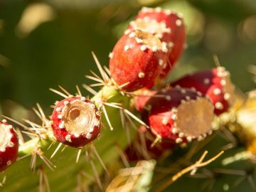 Gros plan de figues de Barbarie sur cactus (Opuntia ficus-indica), matière première de l’huile NECTUS.