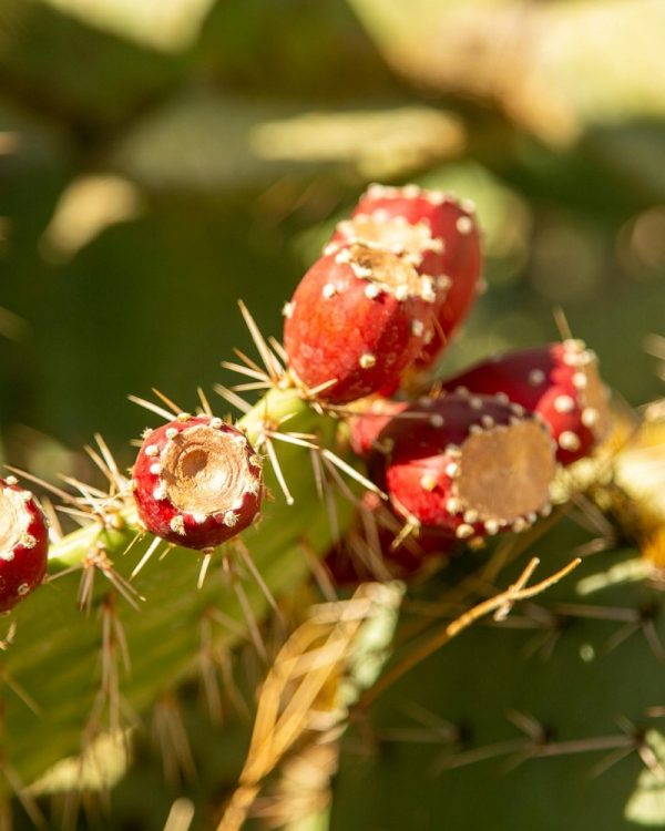 Gros plan de figues de Barbarie sur cactus (Opuntia ficus-indica), matière première de l’huile NECTUS.