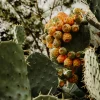 Gros plan de figues de Barbarie (Opuntia ficus-indica) sur cactus, ambiance sombre.