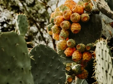 Gros plan de figues de Barbarie (Opuntia ficus-indica) sur cactus, ambiance sombre.