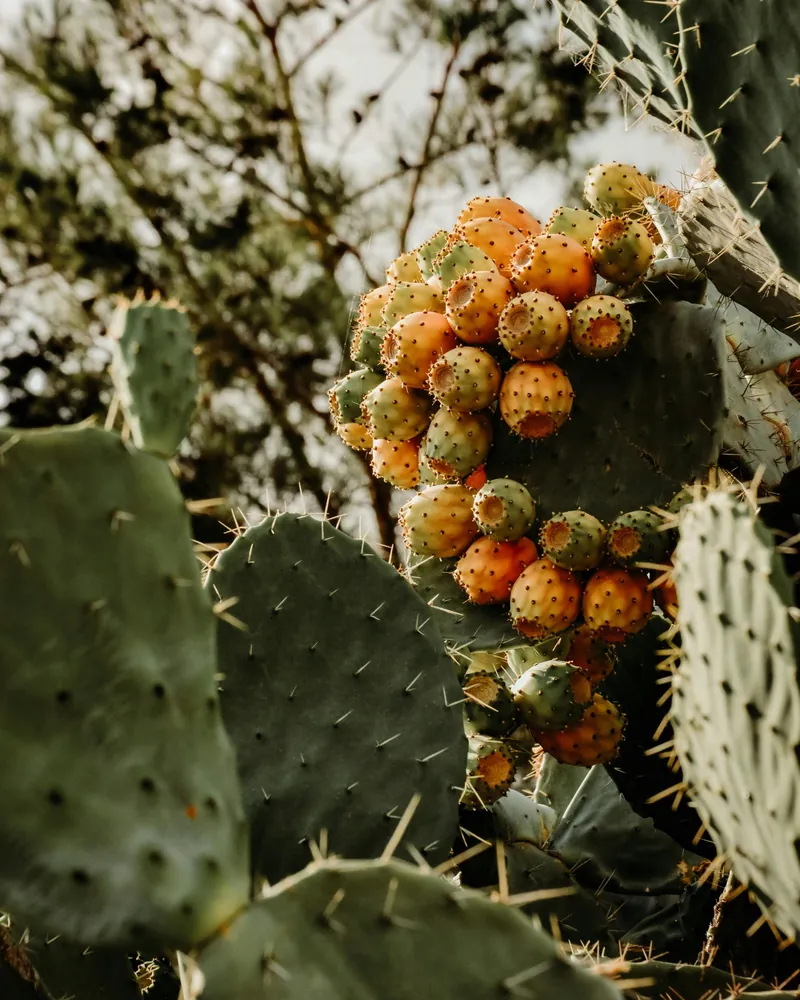 Gros plan de figues de Barbarie (Opuntia ficus-indica) sur cactus, ambiance sombre.