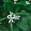 Gros plan de fleurs d’oranger blanches (Citrus), feuilles vertes.
