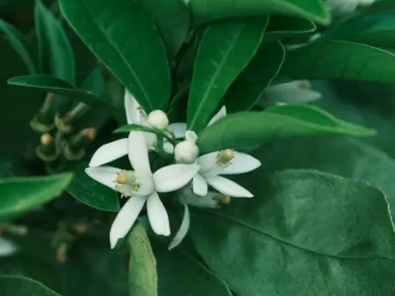 Gros plan de fleurs d’oranger blanches (Citrus), feuilles vertes.