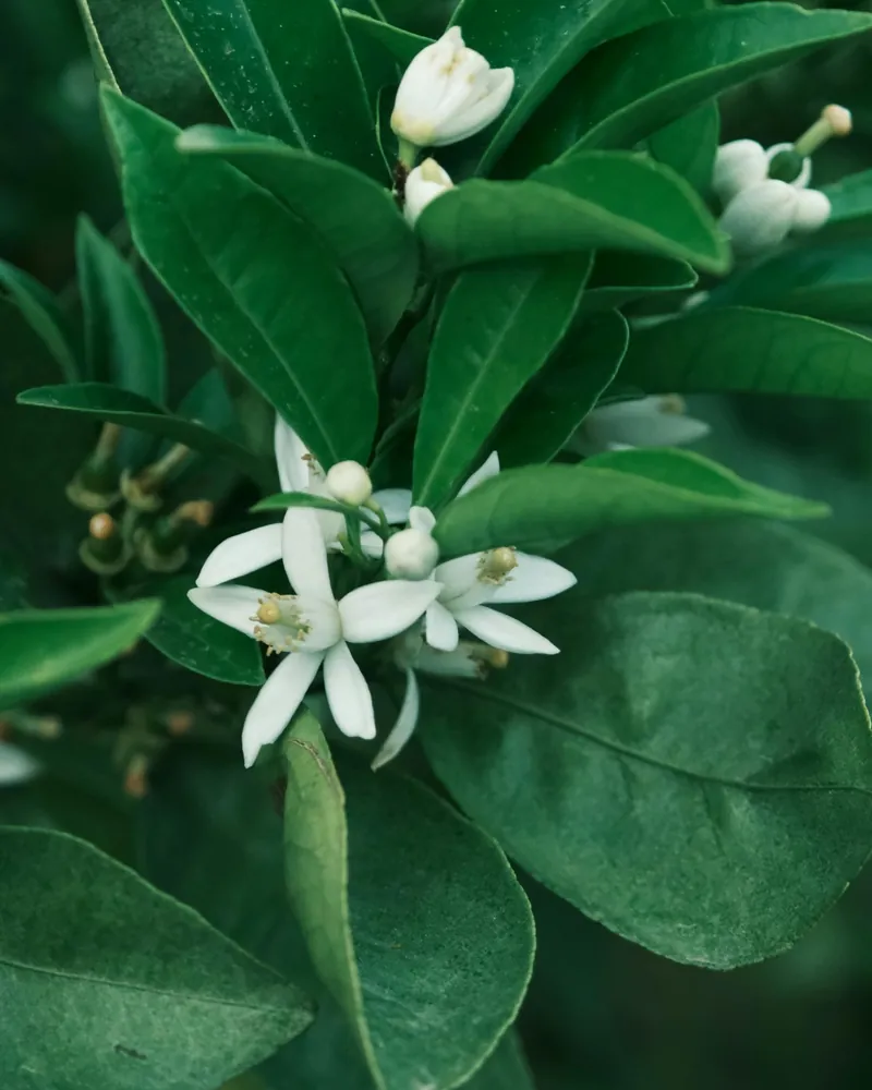 Gros plan de fleurs d’oranger blanches (Citrus), feuilles vertes.