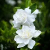 Gros plan de deux fleurs de gardénia blanches avec feuillage vert sur fond doux.