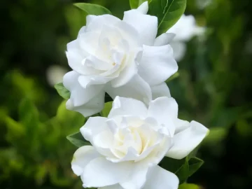 Gros plan de deux fleurs de gardénia blanches avec feuillage vert sur fond doux.