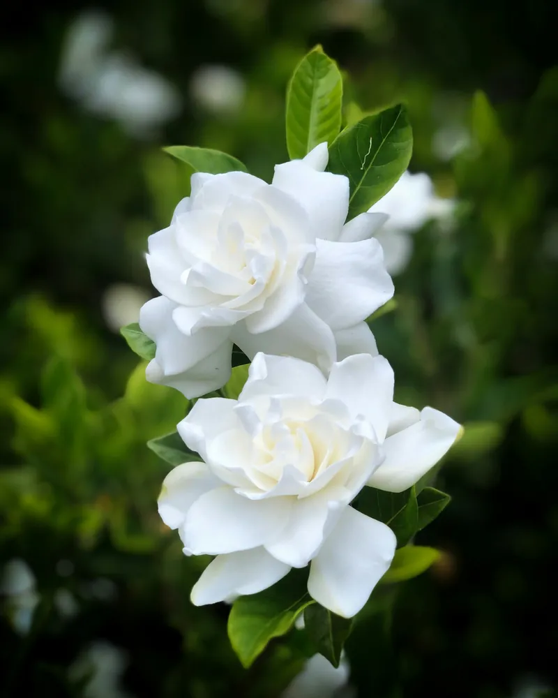Gros plan de deux fleurs de gardénia blanches avec feuillage vert sur fond doux.