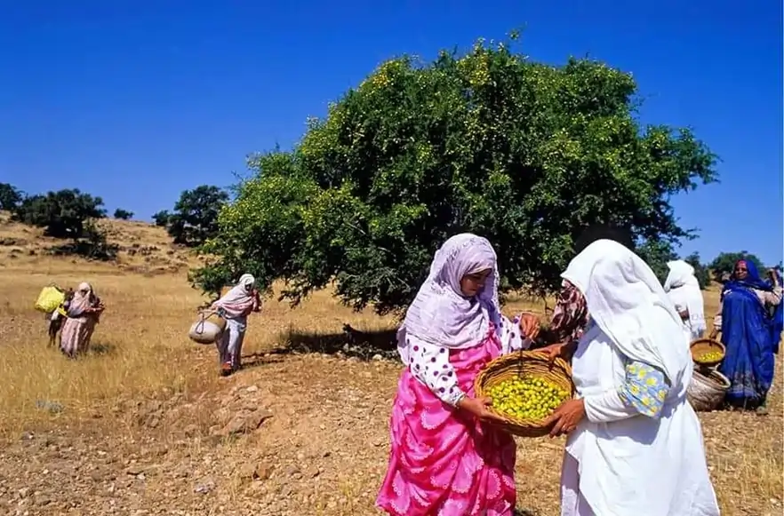 argan pur essaouira